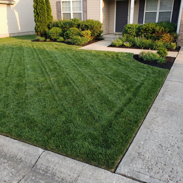 After: the same front yard as dense, evenly green turf with faint mowing stripes, crisp spade-cut bed edges and fresh mulch