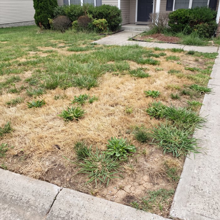 Before: a sun-scorched front lawn gone straw-yellow in patches, broadleaf weeds through the gaps and no defined bed edges